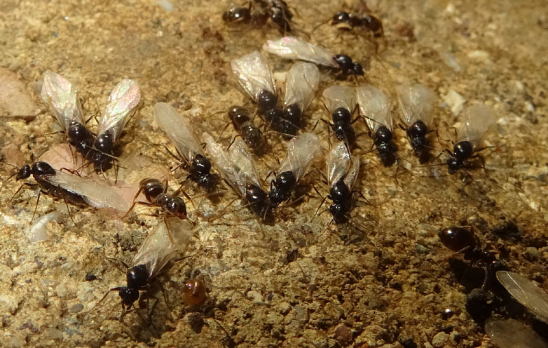 Lasius sp. (alate e non).....pi un ?